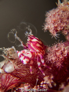 small crab by Beate Seiler 
